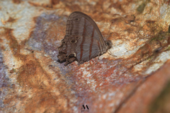 Magneuptychia
