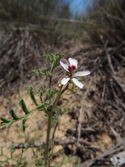 Pelargonium senecioides
