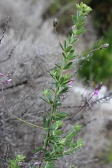 Indigofera filiformis