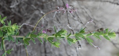 Indigofera filiformis