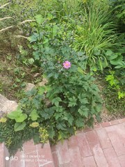 Eriocapitella × hybrida