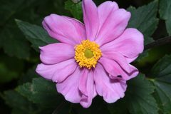 Eriocapitella × hybrida