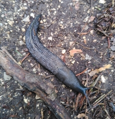 Limax cinereoniger