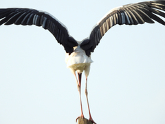 Ciconia ciconia