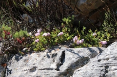 Lampranthus falciformis