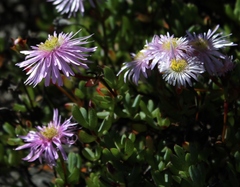Lampranthus falciformis