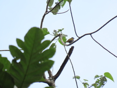 Rubigula cyaniventris