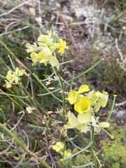 Erysimum flavum