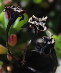 Lampranthus falciformis