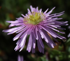 Lampranthus falciformis