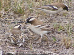 Plocepasser mahali mahali