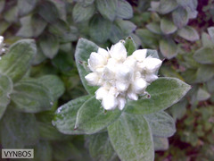 Helichrysum fruticans