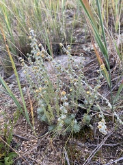 Artemisia cuspidata