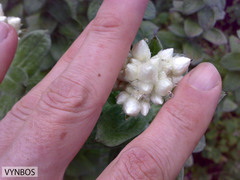 Helichrysum fruticans
