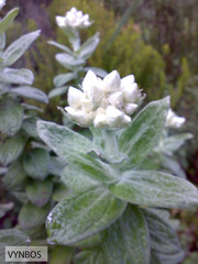 Helichrysum fruticans