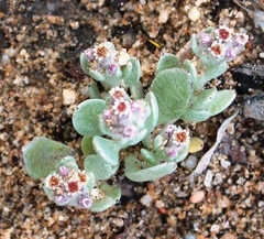 Vellereophyton