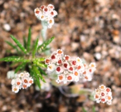 Vellereophyton
