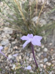 Ipomopsis longiflora