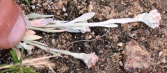 Vellereophyton
