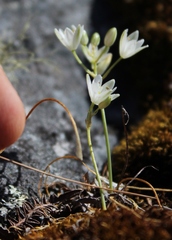 Ornithogalum schlechterianum