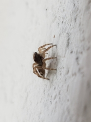 Salticidae