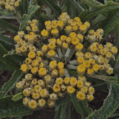 Helichrysum allioides
