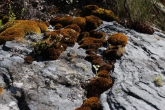 Ornithogalum schlechterianum