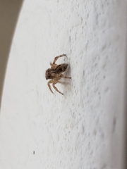 Salticidae