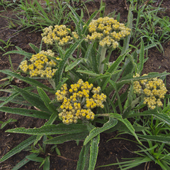 Helichrysum allioides