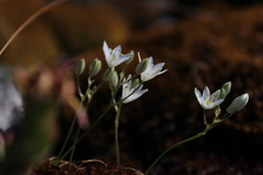 Ornithogalum schlechterianum