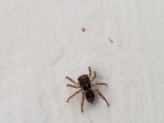 Salticidae