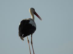 Ciconia ciconia