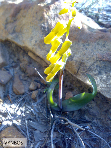 Lachenalia luteola