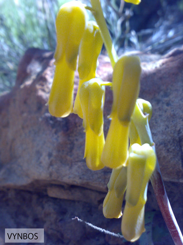 Lachenalia luteola