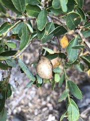 Heteroecus pacificus