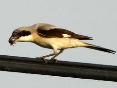 Lanius minor