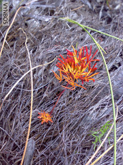 Oxalis polyphylla pentaphylla