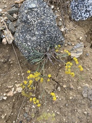 Bupleurum bicaule
