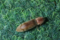 Stenagostus rhombeus