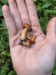 Lactarius luculentus laetus