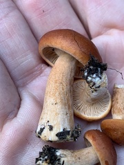 Lactarius luculentus laetus
