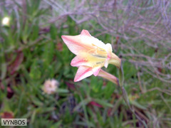 Gladiolus maculatus