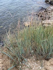 Leymus chinensis
