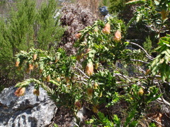 Liparia splendens splendens