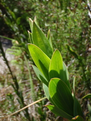 Liparia splendens splendens