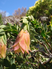 Liparia splendens splendens