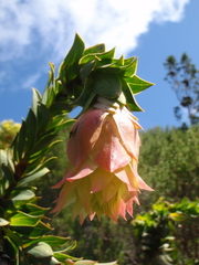 Liparia splendens splendens