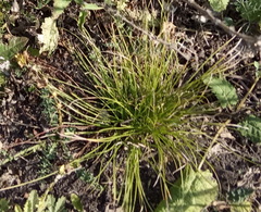 Carex humilis