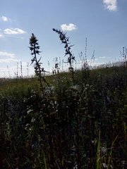 Pontechium maculatum