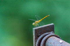 Sympetrum meridionale